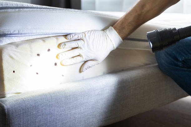 Best Emergency Pest Control  in North Mankato, MN