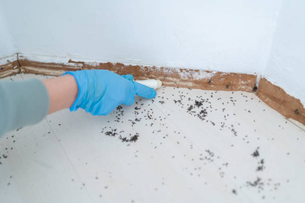 Flea Control Services in North Mankato, MN